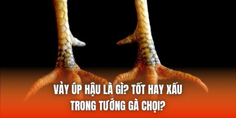 Vảy úp hậu là gì? Tốt hay xấu trong tướng gà chọi?